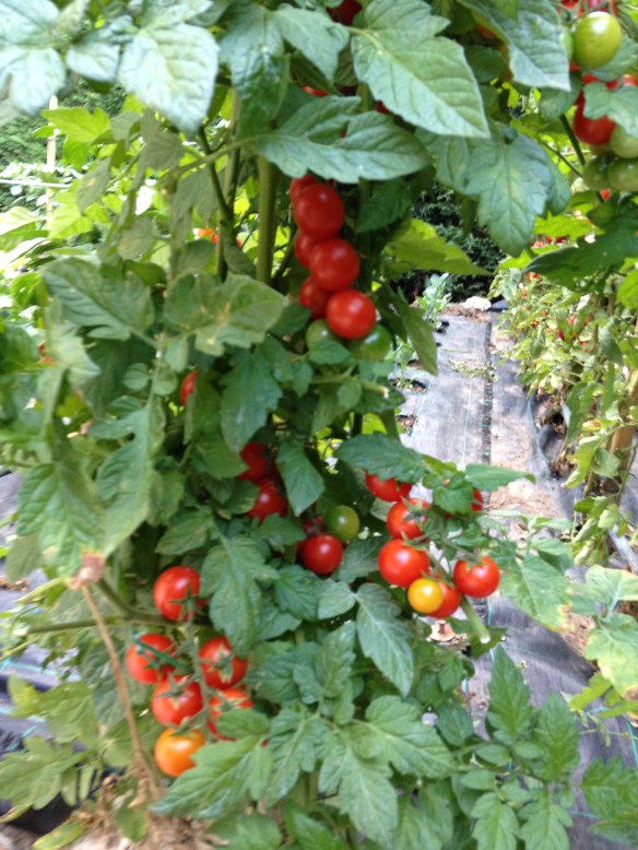 cherry tomatoes