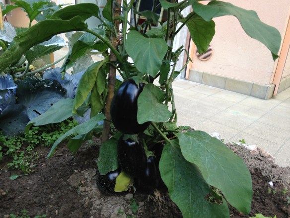Eggplants! I have 3 plants just like this...