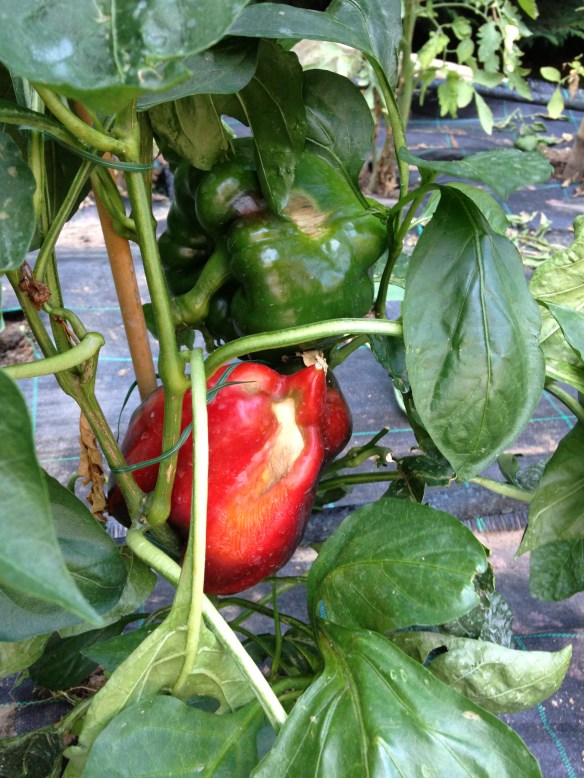 Peppers, I have eight plants of lovely green, yellow, and red peppers. Not as pretty as the supermarket ones, but yummy all the same.